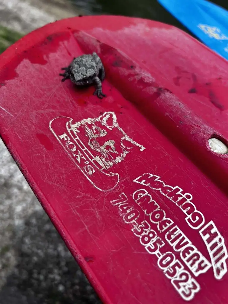 Baby frog resting on a red Fox's Hocking Hills Canoe Livery paddle, one of many species of wildlife on the Hocking River