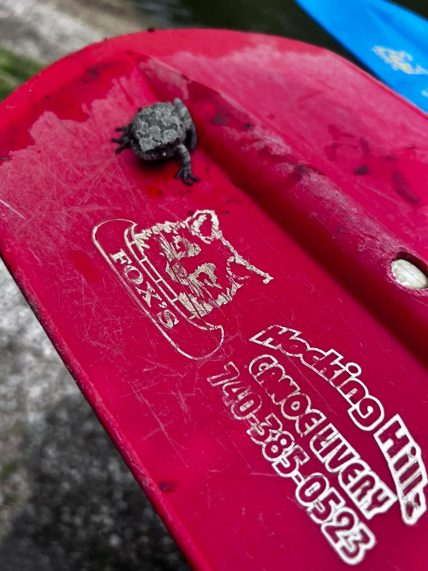 Baby frog resting on a red Fox's Hocking Hills Canoe Livery paddle, one of many species of wildlife on the Hocking River