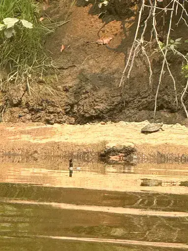 Turtle basking on a sandy bank of the Hocking River with a duck paddling in the shallows nearby in Hocking Hills, Ohio